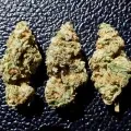 thumb of GMO Cookies Feminized by WeedSeedsExpress grown by Rock_n_Roll_Randy