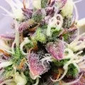 thumb of Gelato Auto by WeedSeedsExpress grown by AsNoriu
