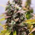 thumb of Gelato Auto by WeedSeedsExpress grown by AsNoriu