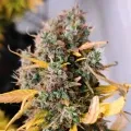 thumb of Gelato Auto by WeedSeedsExpress grown by AsNoriu