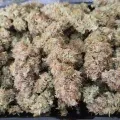 thumb of Gelato Auto by WeedSeedsExpress grown by AsNoriu