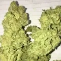 thumb of Gelato by WeedSeedsExpress grown by RebelMove