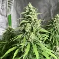 thumb of Gelato by WeedSeedsExpress grown by RebelMove