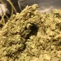 thumb of Gelato by WeedSeedsExpress grown by RebelMove