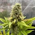 thumb of Ghost Train Haze by WeedSeedsExpress grown by Papa_T