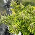 thumb of Ghost Train Haze by WeedSeedsExpress grown by Papa_T