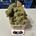 thumb of Ghost Train Haze by WeedSeedsExpress grown by Papa_T