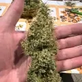 thumb of Ghost Train Haze by WeedSeedsExpress grown by Papa_T