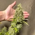 thumb of Ghost Train Haze by WeedSeedsExpress grown by Papa_T