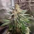 thumb of Ghost Train Haze by WeedSeedsExpress grown by Rock_n_Roll_Randy