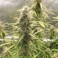 thumb of Girl Scout Cookies Auto by WeedSeedsExpress grown by Mosquito_Haarlem_Holland