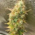 thumb of Girl Scout Cookies Auto by WeedSeedsExpress grown by Mosquito_Haarlem_Holland
