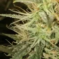 thumb of Girl Scout Cookies Auto by WeedSeedsExpress grown by Mosquito_Haarlem_Holland