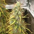 thumb of Girl Scout Cookies Auto by WeedSeedsExpress grown by Mosquito_Haarlem_Holland