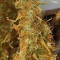 thumb of Girl Scout Cookies Auto by WeedSeedsExpress grown by Mosquito_Haarlem_Holland