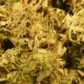 thumb of Girl Scout Cookies Auto by WeedSeedsExpress grown by cannabeast40weed