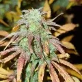 thumb of Girl Scout Cookies Auto by WeedSeedsExpress grown by cannabeast40weed