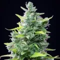 thumb of Girl Scout Cookies Auto by WeedSeedsExpress grown by cannabeast40weed