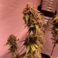 thumb of Girl Scout Cookies by WeedSeedsExpress grown by Camaro1691