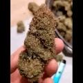 thumb of Girl Scout Cookies by WeedSeedsExpress from YouTube