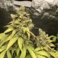 thumb of Godfather OG by WeedSeedsExpress grown by RebelMove