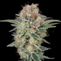thumb of Godfather OG by WeedSeedsExpress grown by WildeWeed