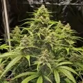 thumb of Gold Leaf Auto by WeedSeedsExpress grown by WSE