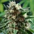thumb of Gold Leaf by WeedSeedsExpress grown by Mrs_Larimar