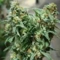 thumb of Gold Leaf by WeedSeedsExpress grown by Mrs_Larimar