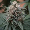 thumb of Gold Leaf by WeedSeedsExpress grown by Mrs_Larimar