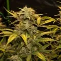 thumb of Golden Goat Feminized by WeedSeedsExpress grown by WSE