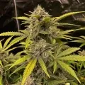 thumb of Golden Goat Feminized by WeedSeedsExpress grown by WSE