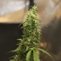 thumb of Gorilla Glue Auto by WeedSeedsExpress grown by Dunk_Junk