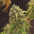 thumb of Gorilla Glue Auto by WeedSeedsExpress grown by Dunk_Junk