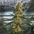 thumb of Gorilla Glue Auto by WeedSeedsExpress grown by Mosquito_Haarlem_Holland