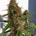 thumb of Gorilla Glue Auto by WeedSeedsExpress grown by Mosquito_Haarlem_Holland
