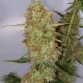 thumb of Gorilla Glue Auto by WeedSeedsExpress grown by Mosquito_Haarlem_Holland