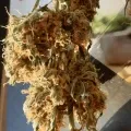 thumb of Gorilla Glue Auto by WeedSeedsExpress grown by Mosquito_Haarlem_Holland