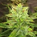 thumb of Gorilla Glue Auto by WeedSeedsExpress grown by Rock_n_Roll_Randy