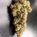 thumb of Gorilla Glue Auto by WeedSeedsExpress grown by Rock_n_Roll_Randy