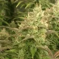 thumb of Gorilla Glue #4 by WeedSeedsExpress grown by RebelMove