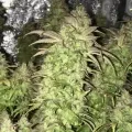 thumb of Gorilla Glue #4 by WeedSeedsExpress grown by RebelMove