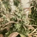 thumb of Gorilla Glue #4 by WeedSeedsExpress grown by RebelMove