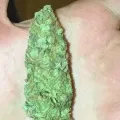 thumb of Gorilla Glue #4 by WeedSeedsExpress grown by RebelMove