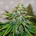 thumb of Granddaddy Purple Feminized by WeedSeedsExpress grown by Silky_smooth