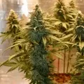 thumb of Granddaddy Purple Feminized by WeedSeedsExpress grown by Silky_smooth
