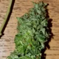 thumb of Granddaddy Purple Feminized by WeedSeedsExpress grown by Silky_smooth