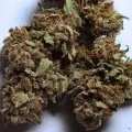 thumb of Granddaddy Purple Auto by WeedSeedsExpress grown by leeman