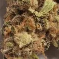 thumb of Granddaddy Purple Auto by WeedSeedsExpress grown by leeman