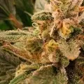 thumb of Granddaddy Purple Auto by WeedSeedsExpress grown by leeman